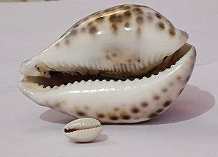 Cowrie Seashells (Double Washed) Origin Tanzania Quality Double Washed